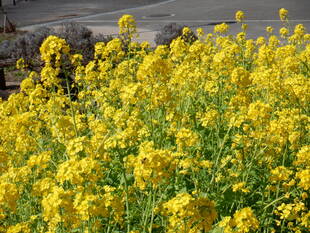 菜の花が満開です