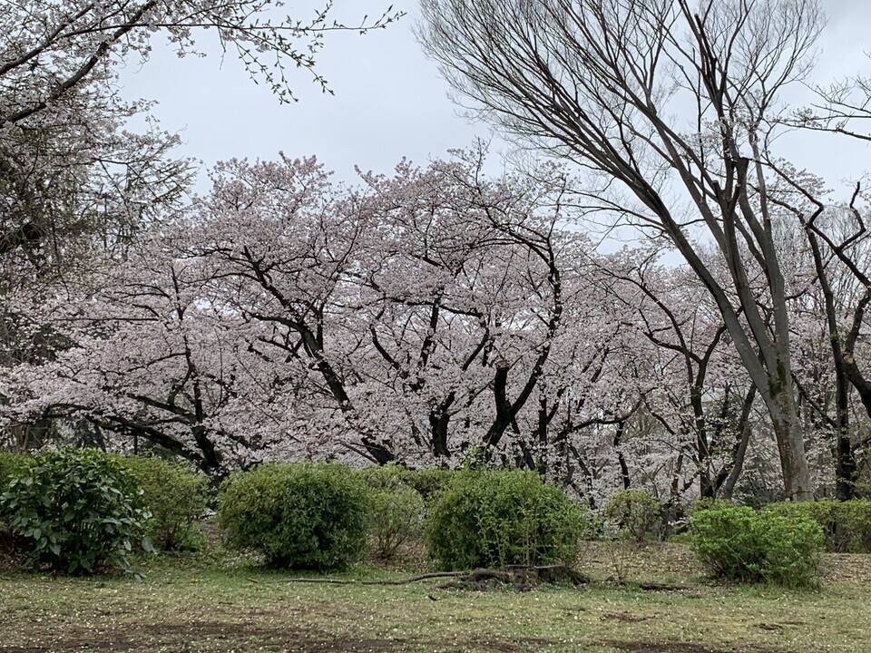 桜開花情報２０２０（3月28日）桜山エリアの写真