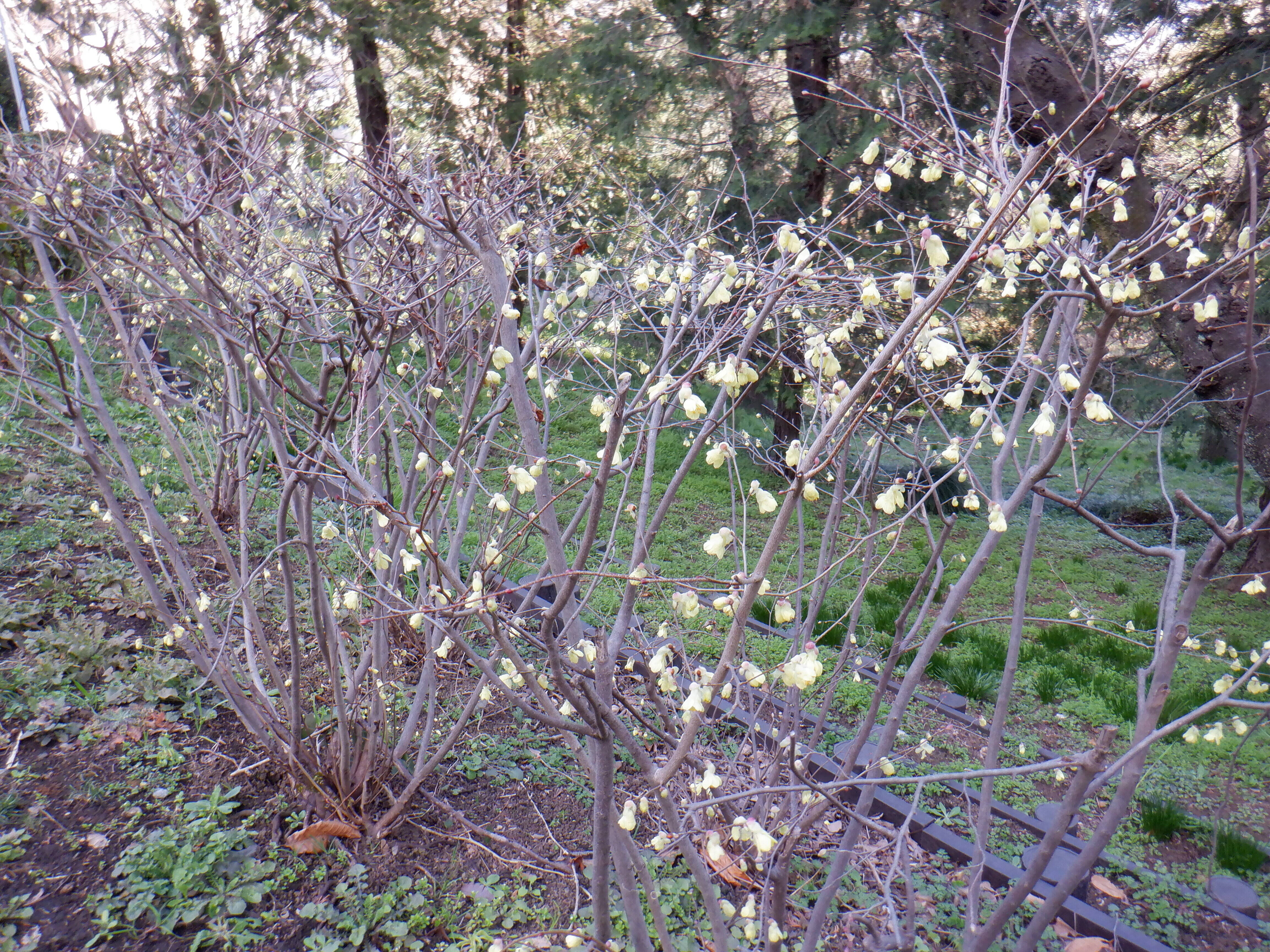 ヒュウガミズキが見頃ですの写真