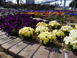 ロータリー花壇が見頃です