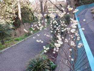 ミツマタが見頃です