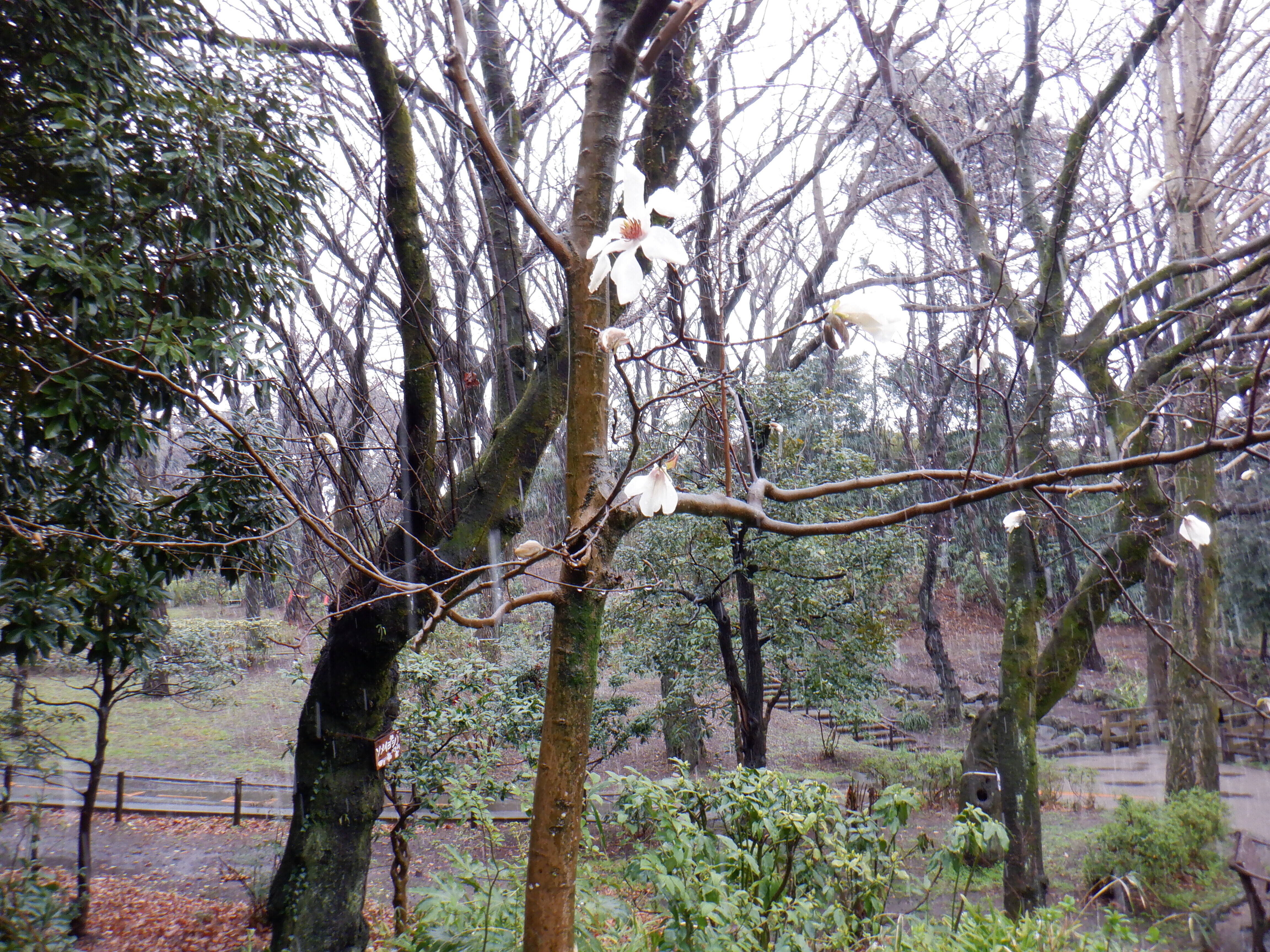 池周辺のコブシが咲きはじめましたの写真