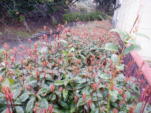 今日は午後から久しぶりに雪が降り出しました