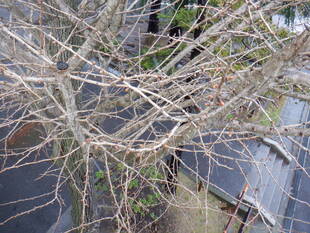 イチョウの枝の芽が膨らんでいます