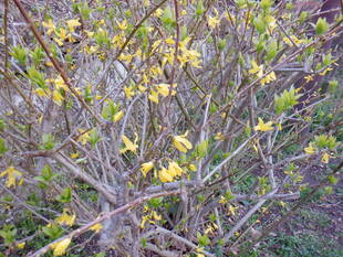 レンギョウが咲きはじめました