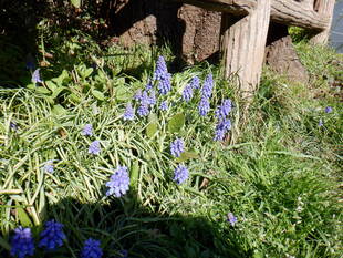 ムスカリが咲いています