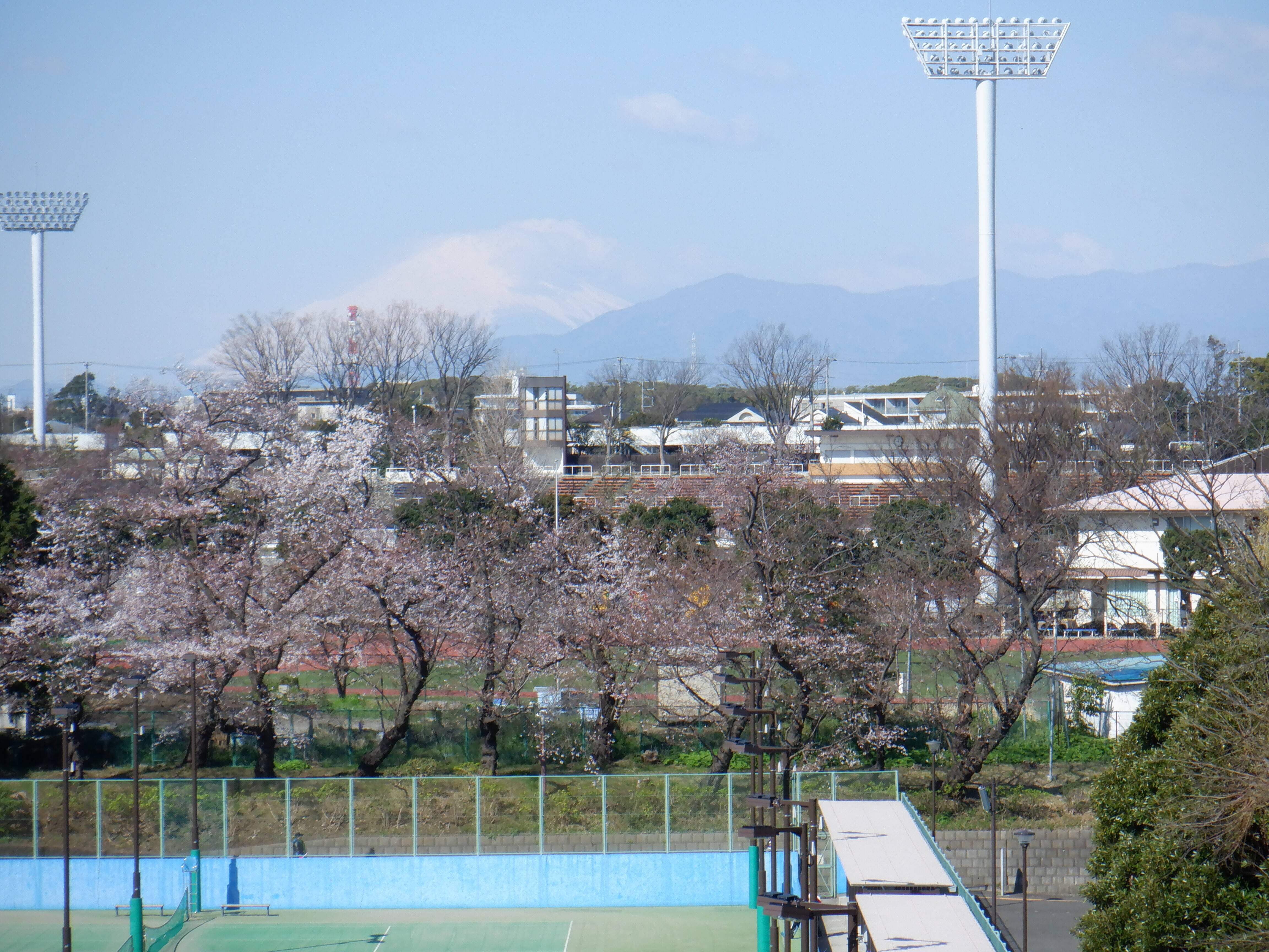三ッ沢公園周辺からの富士山です（3月24日）の写真