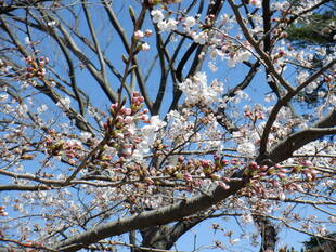 桜開花情報2020(3月24日)桜山広場