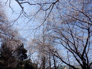 桜開花情報2020(3月24日)バスケット広場