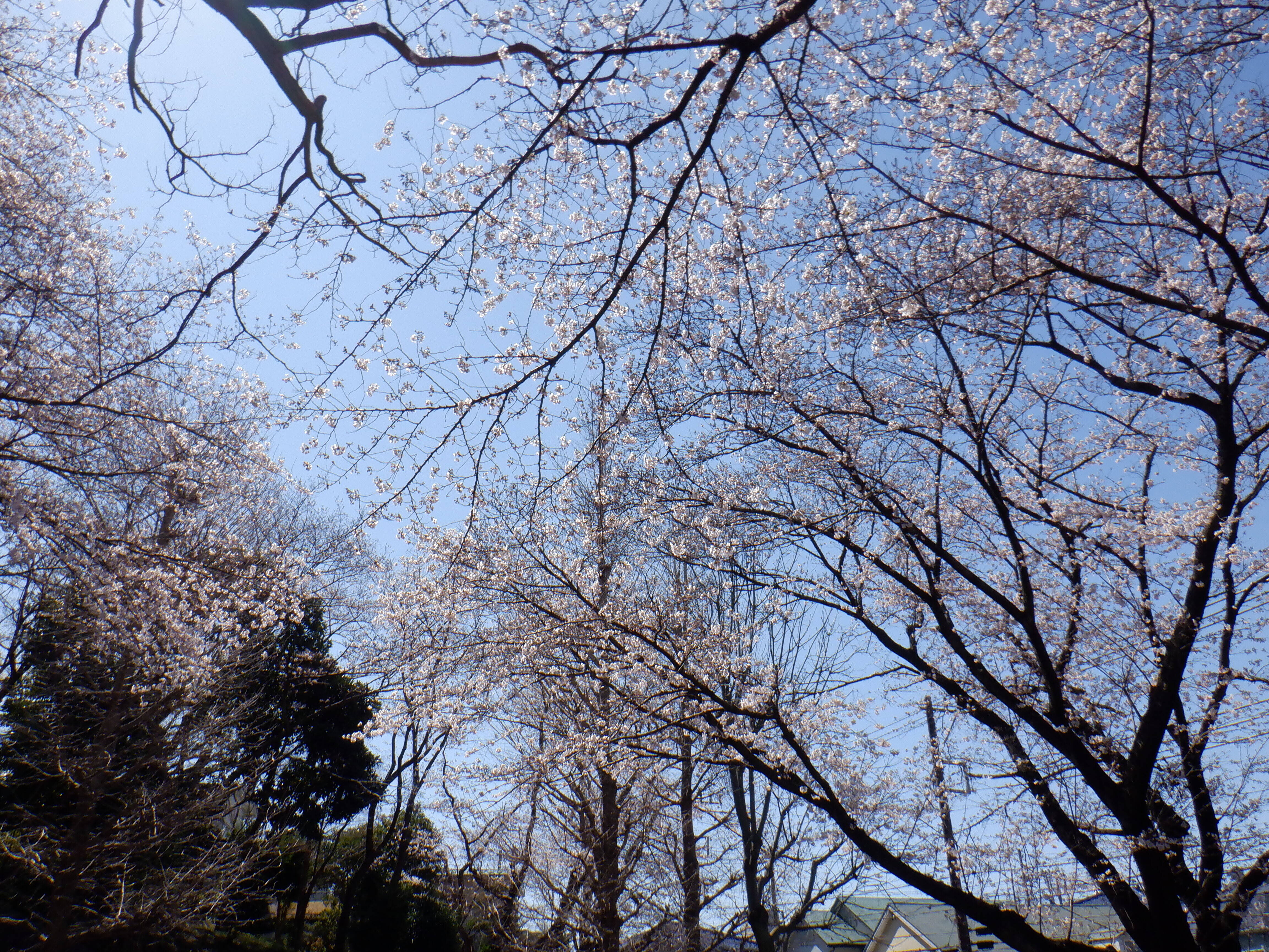 桜開花情報2020(3月24日)バスケット広場の写真