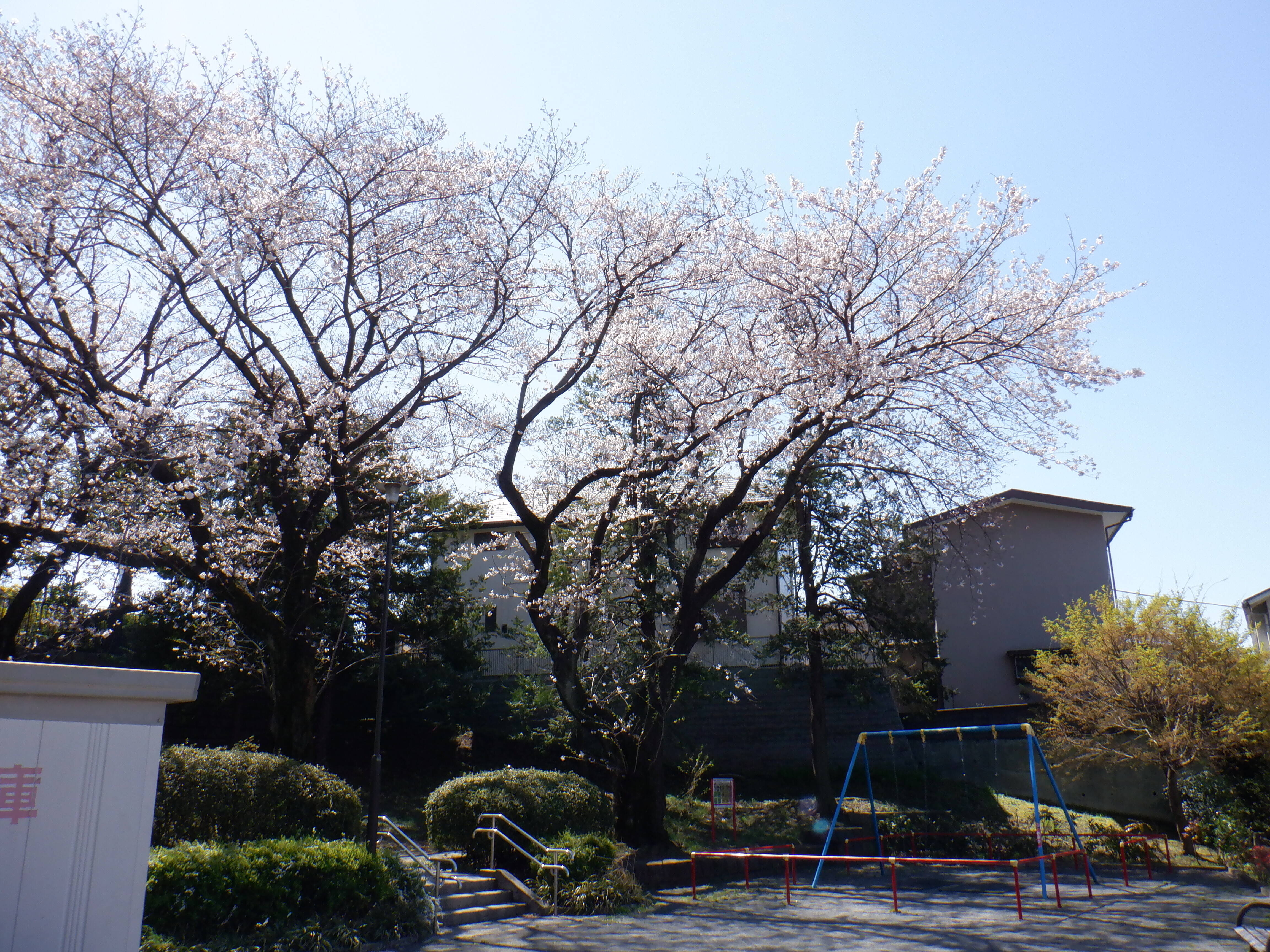 桜開花情報２０２０（3月24日）岡沢町南付近の公園の写真