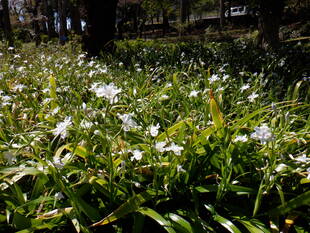シャガが見ごろです