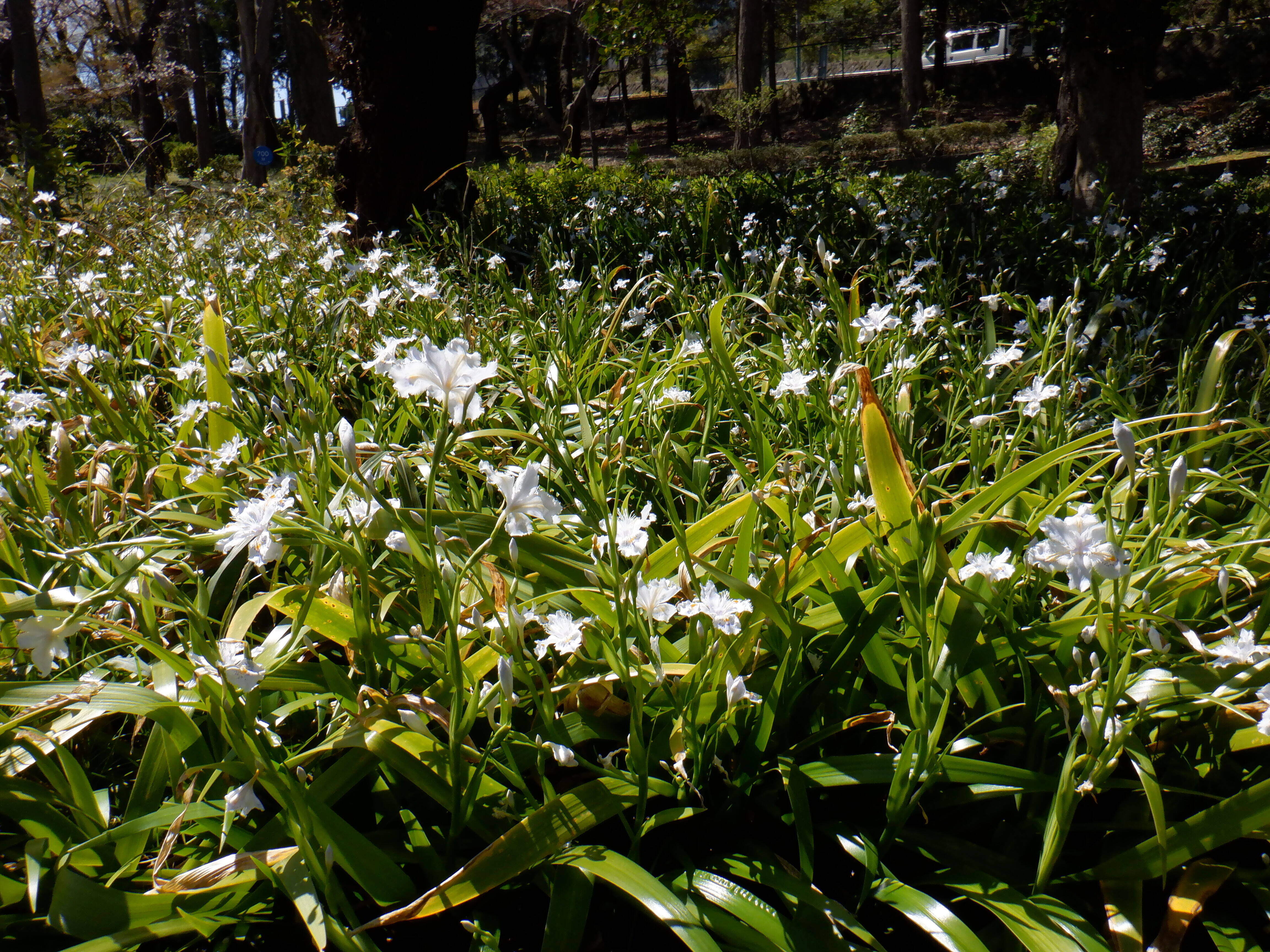 シャガが見ごろですの写真