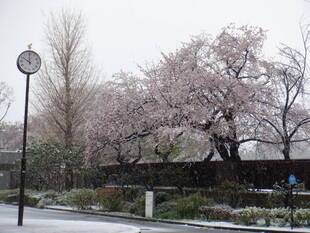 桜開花情報2020(3月29日)雪の桜