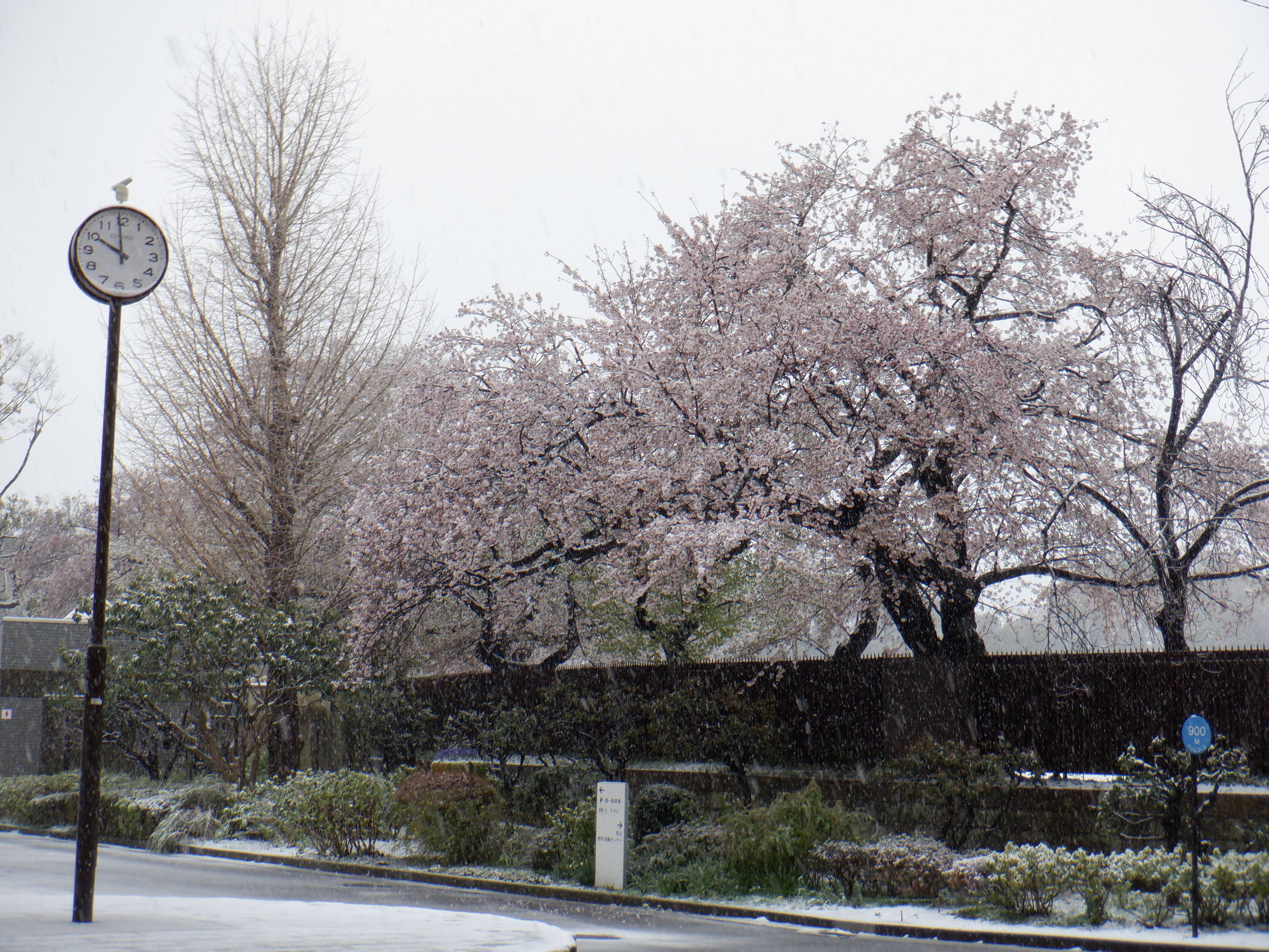 桜開花情報２０２０（3月29日）雪の桜の写真