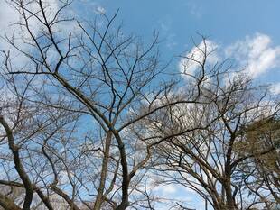 3月12日撮影(桜開花情報)