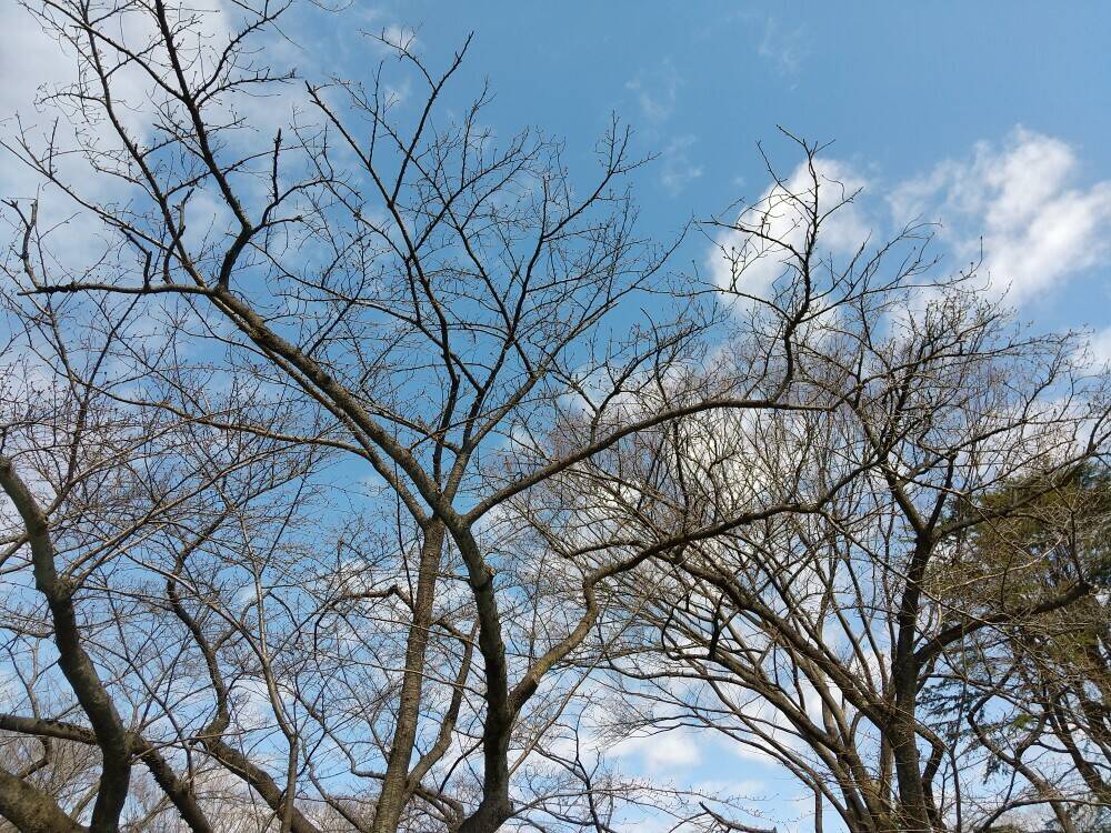 3月12日撮影（桜開花情報）の写真