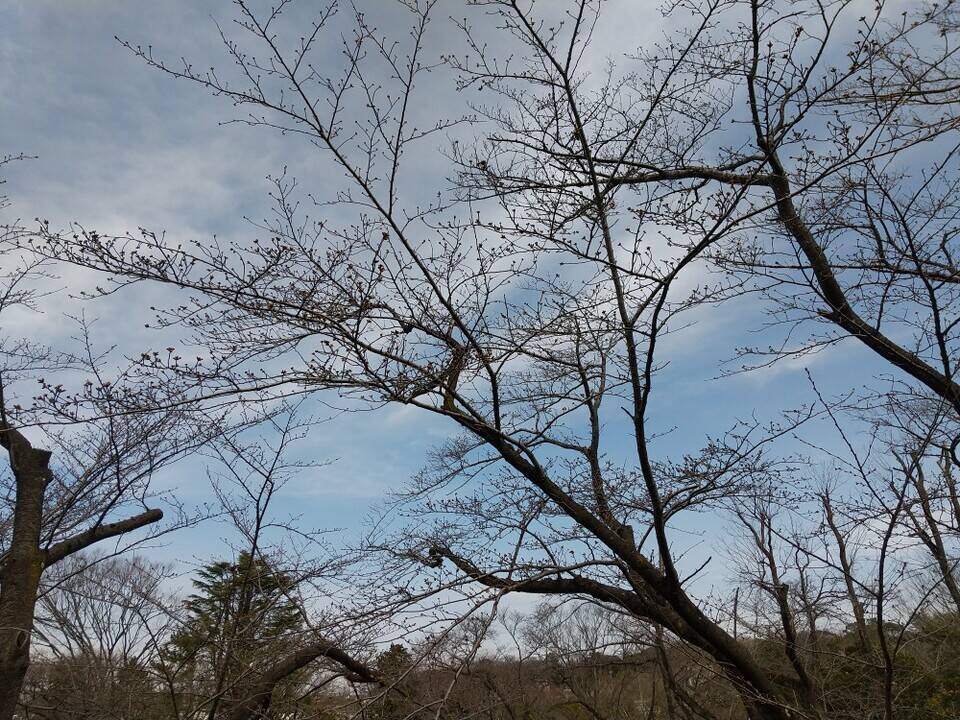 3月13日撮影（桜開花情報）の写真