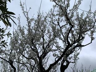 プラムの花が満開です