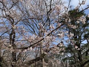 桜開花情報2020(3月26日)桜山エリア