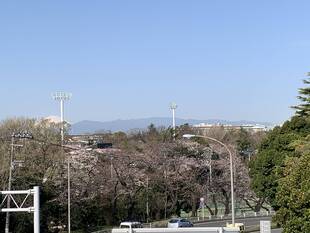 三ッ沢公園周辺からの富士山です(3月26日)