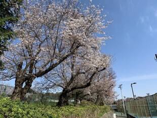 桜開花情報2020(3月26日)主園路のテニスコート付近