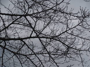 3月5日撮影(桜開花情報)