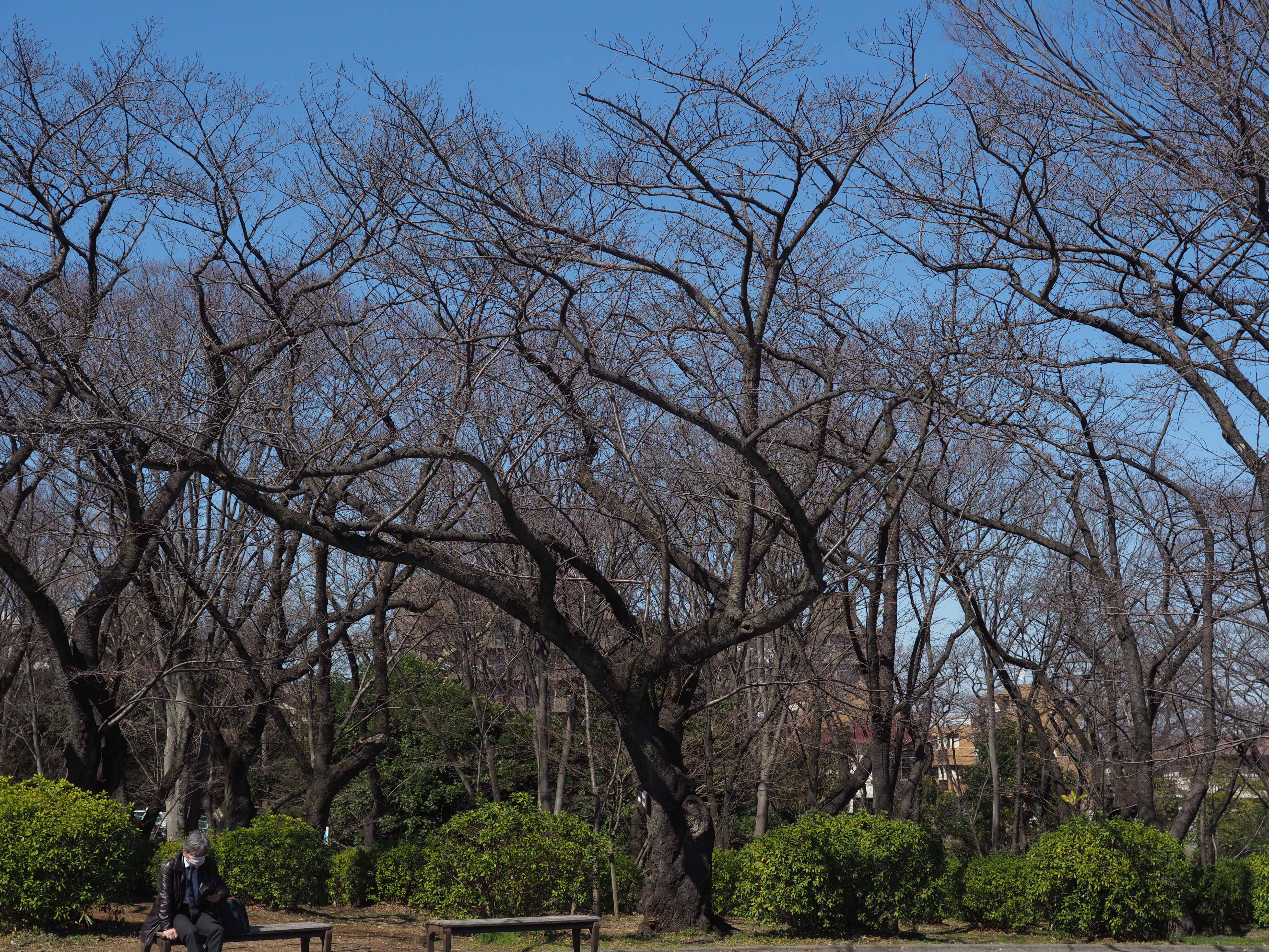 3月6日撮影（桜開花情報）の写真