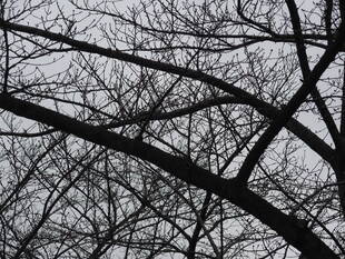 3月7日撮影(桜開花情報)