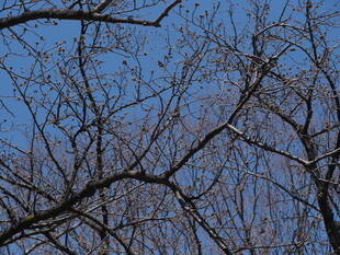 3月19日撮影(桜開花情報)