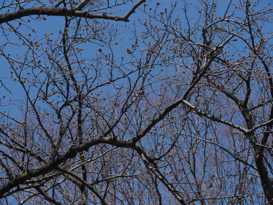 3月19日撮影（桜開花情報）の写真
