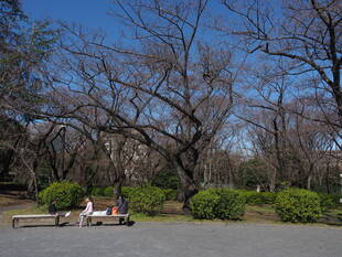 3月20日撮影(桜開花情報)