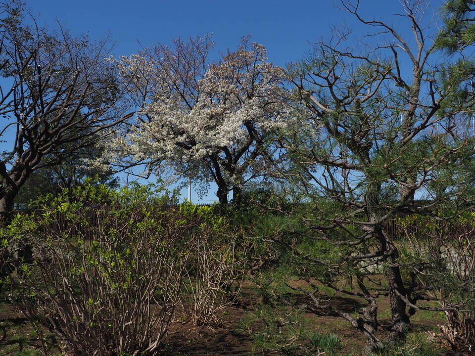 3月20日撮影（桜開花情報）の写真