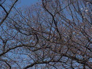 3月21日撮影(桜開花情報)