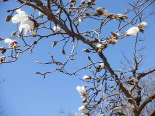 コブシの花が咲きはじめました