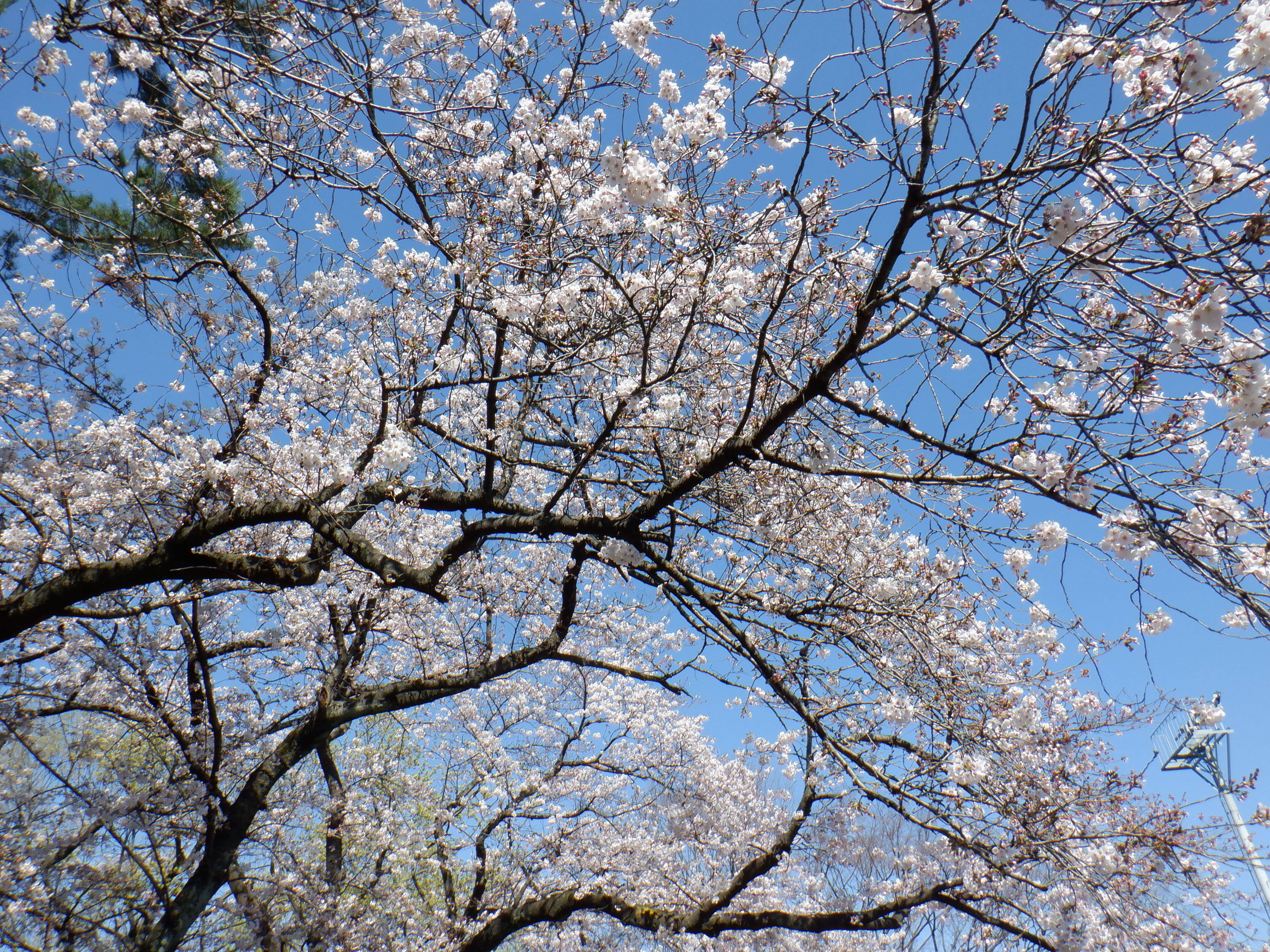 桜開花情報２０２０（3月24日）流れ周辺の写真