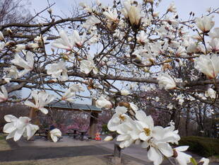 わんぱく広場のコブシが見頃です