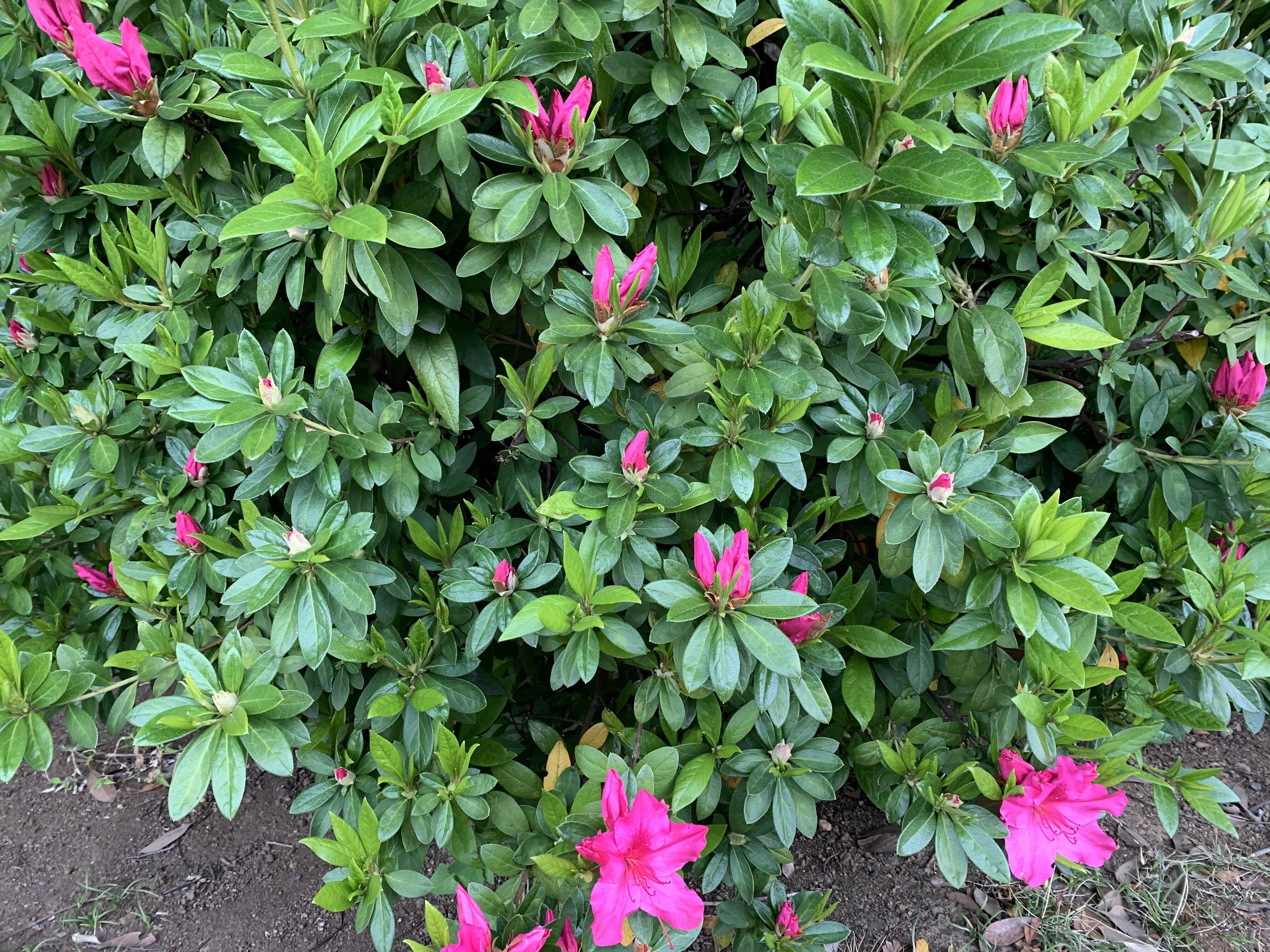 ツツジが咲きはじめました。の写真