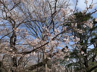 桜開花情報2020(3月26日)桜山エリア