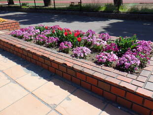 レンガ花壇のチューリップが咲きはじめました