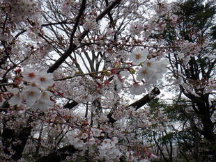 桜開花情報2020(3月30日)桜山エリア