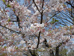 桜開花情報２０２０（４月７日）桜山エリア