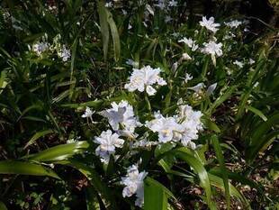自由広場付近のお花たち