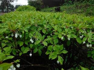 園路のドウダンツツジ