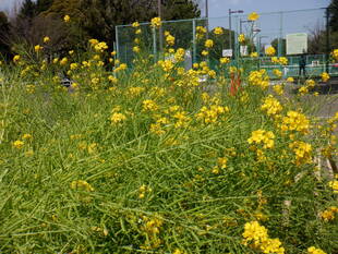 花壇広場の菜の花です。