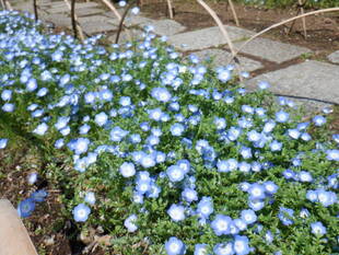 ネモフィラが咲きだしています。
