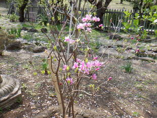 ミツバツツジが咲いております。