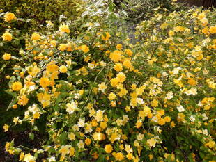 ヤマブキが咲いています。