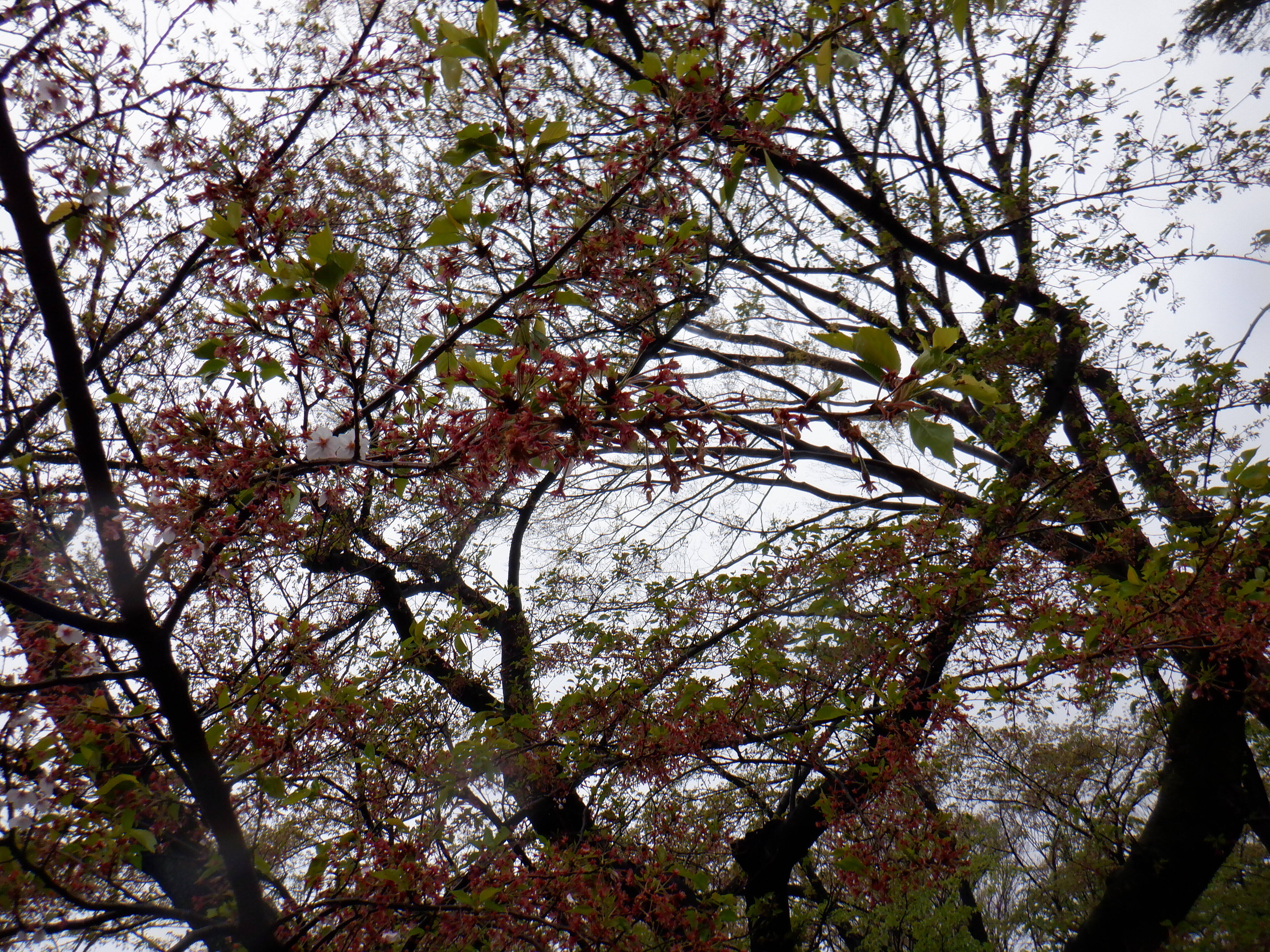 桜開花情報2020（4月13日）桜山エリアの写真