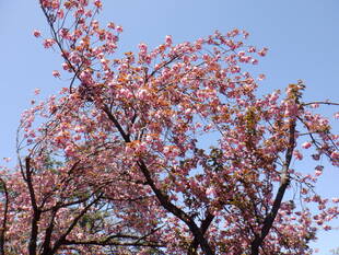 八重桜が見頃です。